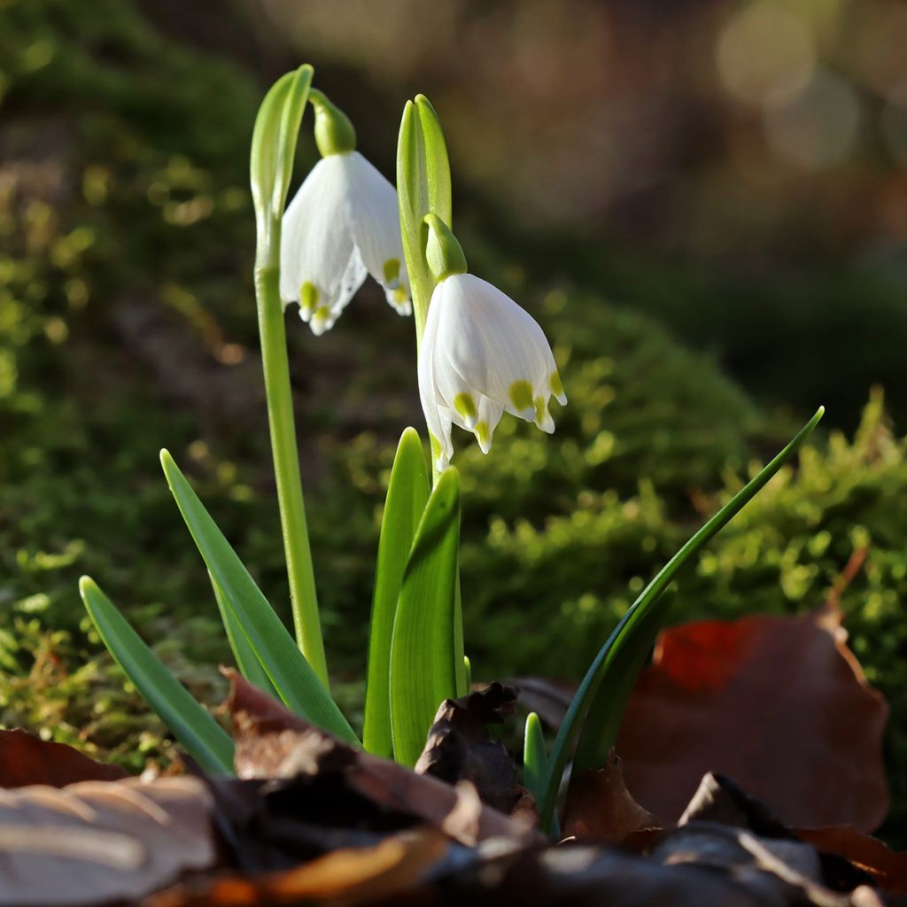 Nivéole de printemps - Leucojum vernum