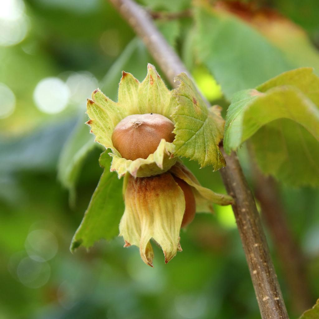 Haselnuss Tonda Gentile Trilobata - Corylus avellana