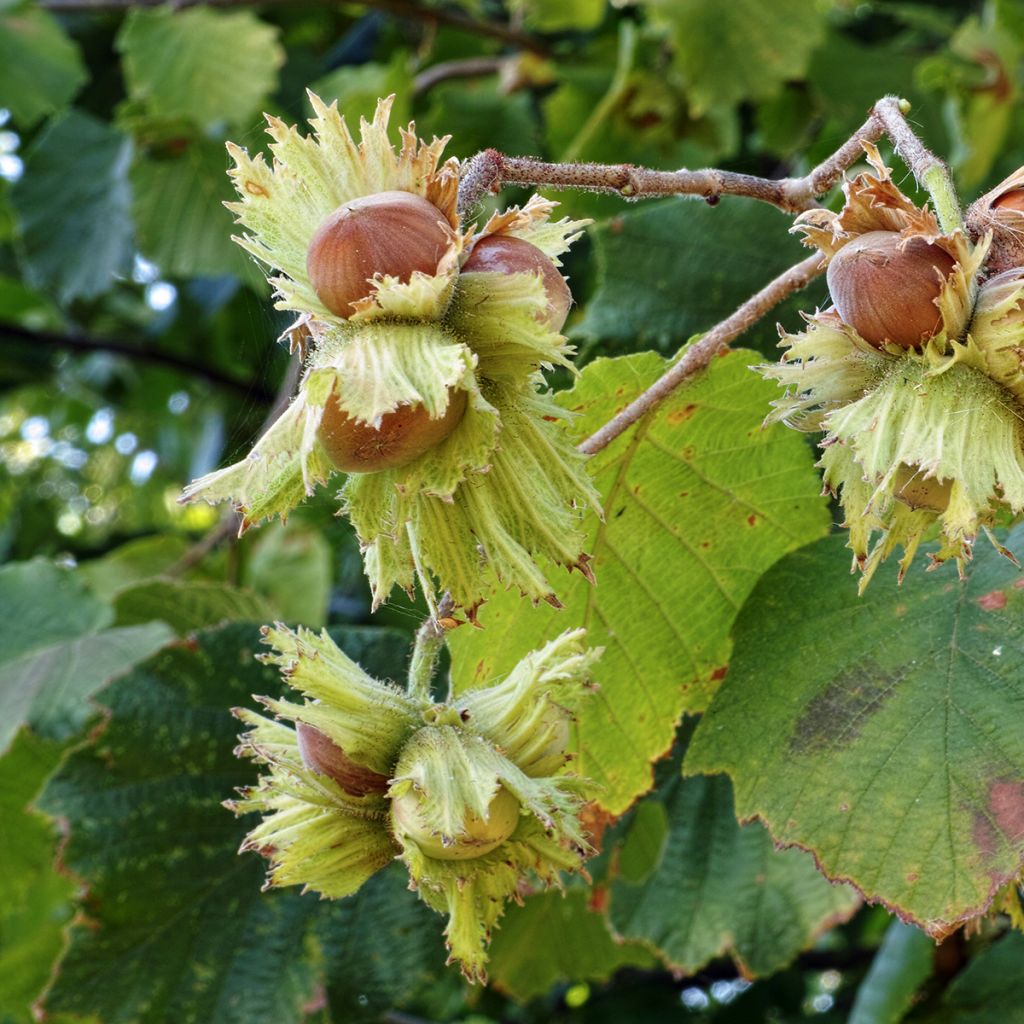 Haselnuss Tonda Gentile Romana - Corylus avellana