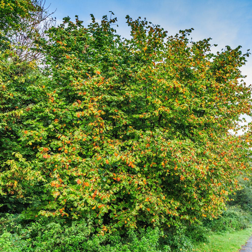 Noisetier commun - Corylus avellana Longue d'Espagne