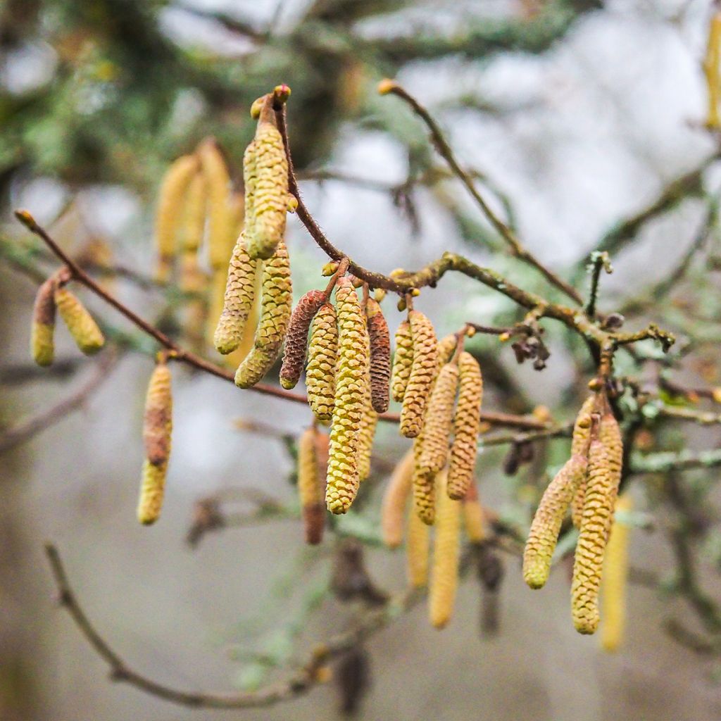 Noisetier commun - Corylus avellana Longue d'Espagne