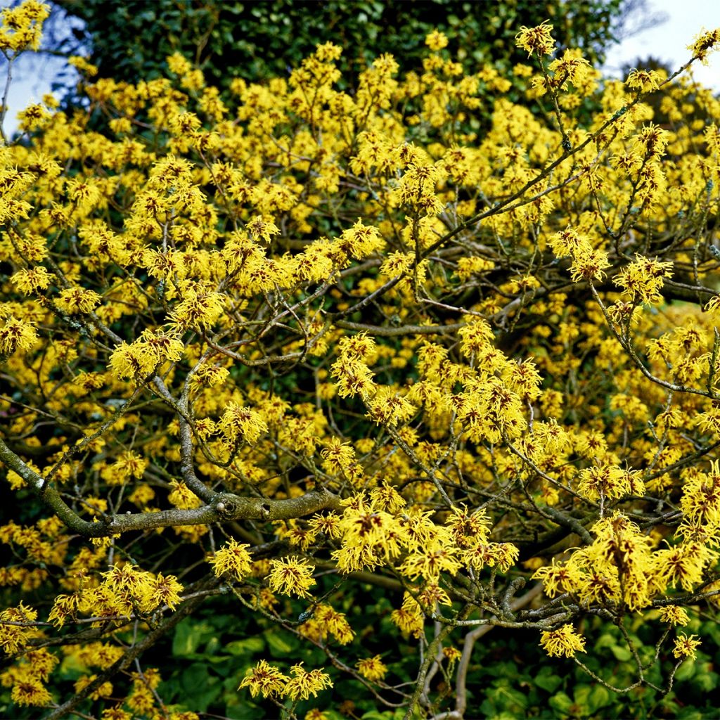 Noisetier de sorcière - Hamamelis x intermedia Aurora