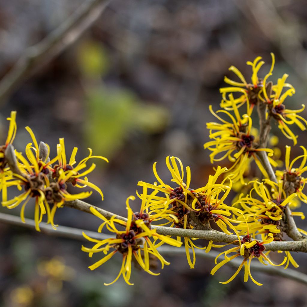 Chinesische Zaubernuss Pallida - Hamamelis mollis