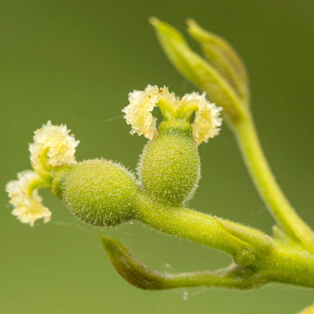 Noyer commun Weinsberg 1 - Juglans regia 