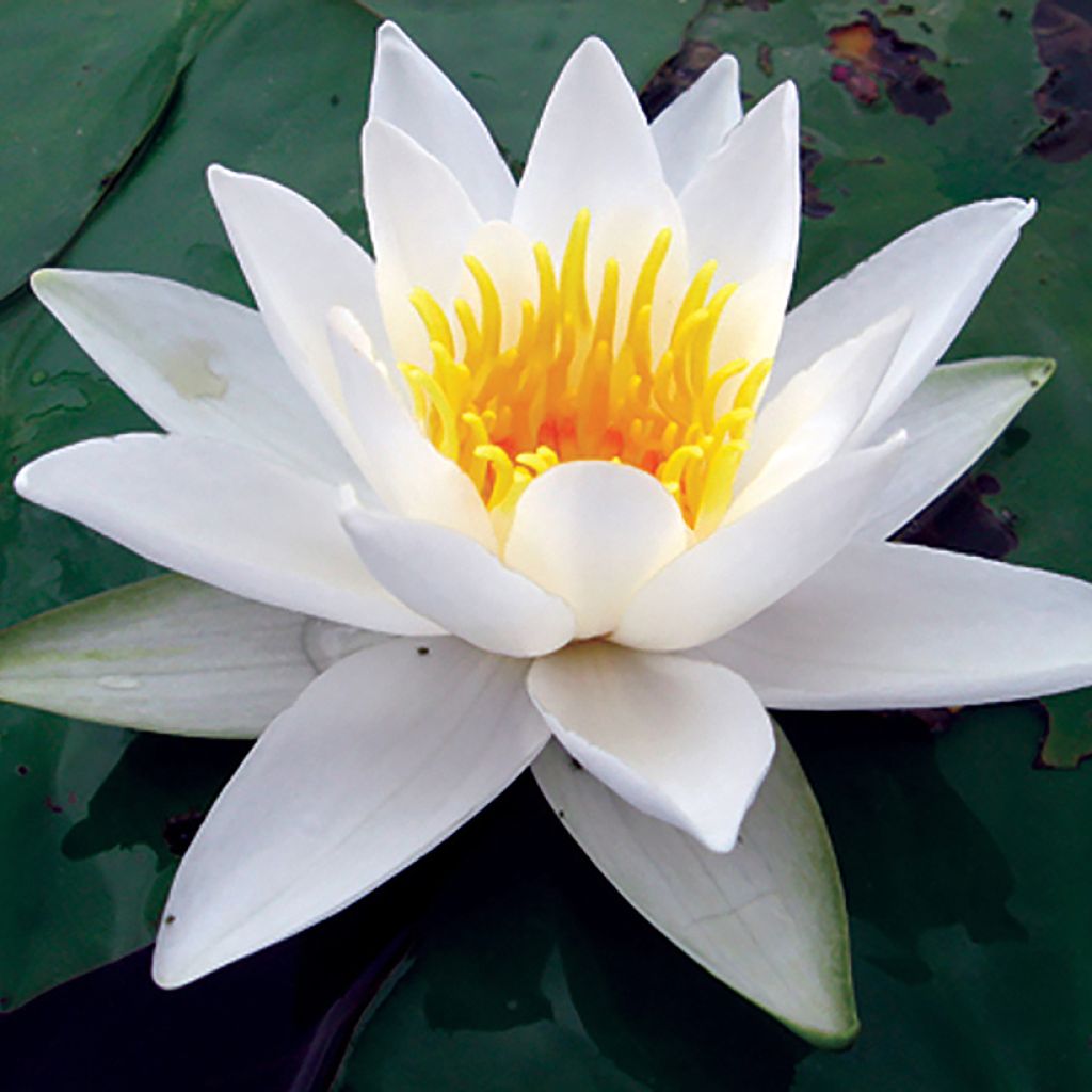 Nymphaea Alba Delicata - Winterharte Seerose