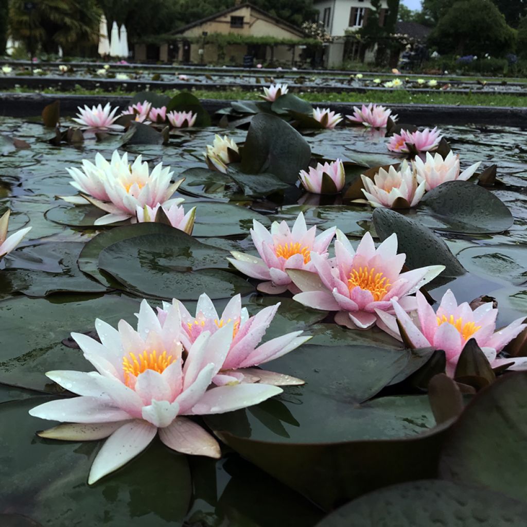 Nymphaea Amabilis - Winterharte Seerose