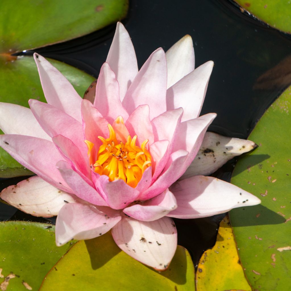 Nymphaea Amabilis - Winterharte Seerose