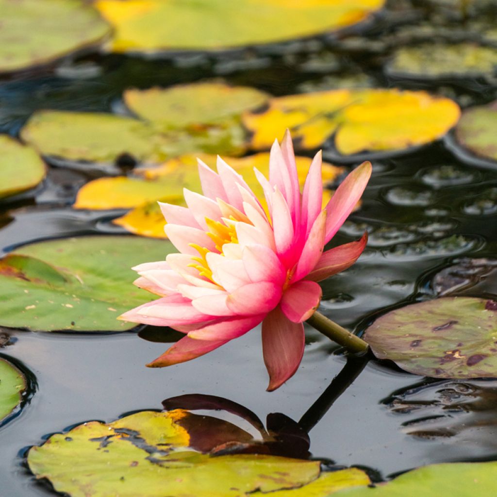 Nymphaea Amabilis - Winterharte Seerose