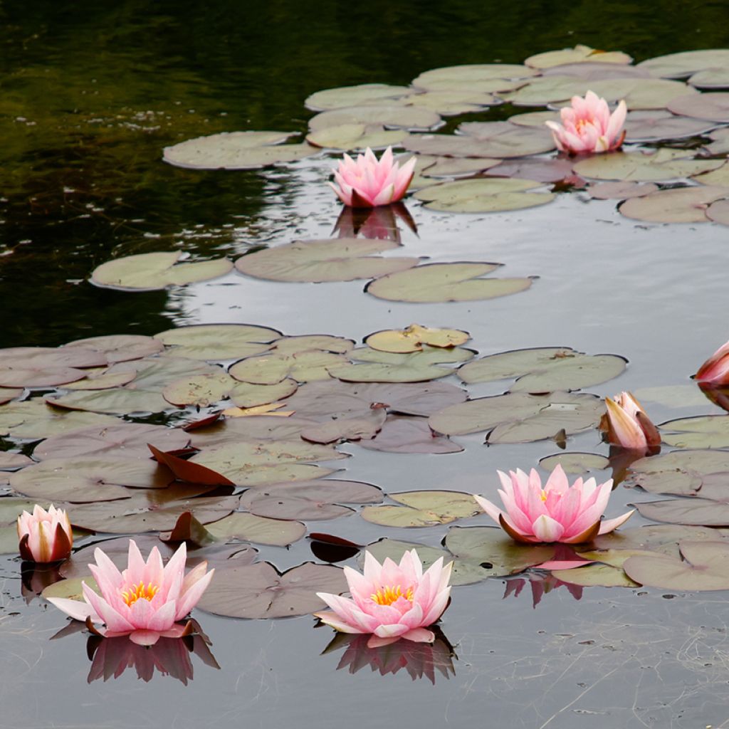 Nymphaea Amabilis - Winterharte Seerose