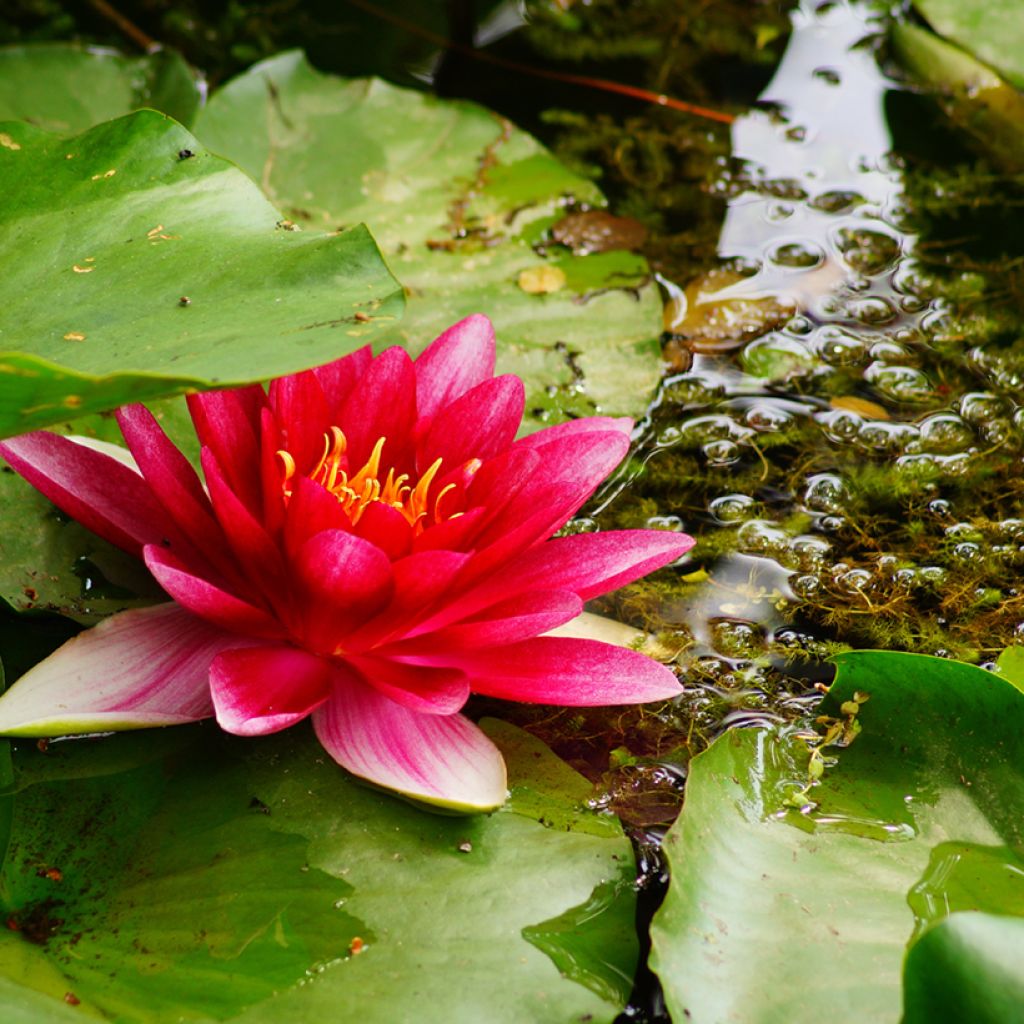 Nymphaea Attraction - Winterharte Seerose