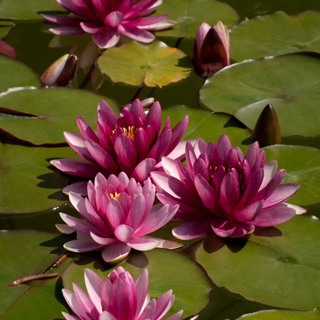 Nymphaea Attraction - Winterharte Seerose