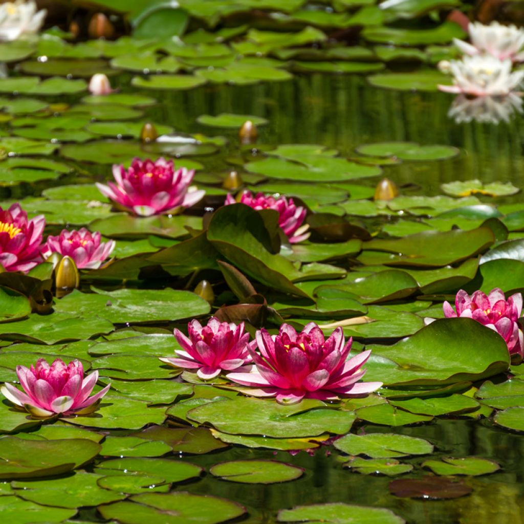 Nymphaea Attraction - Winterharte Seerose