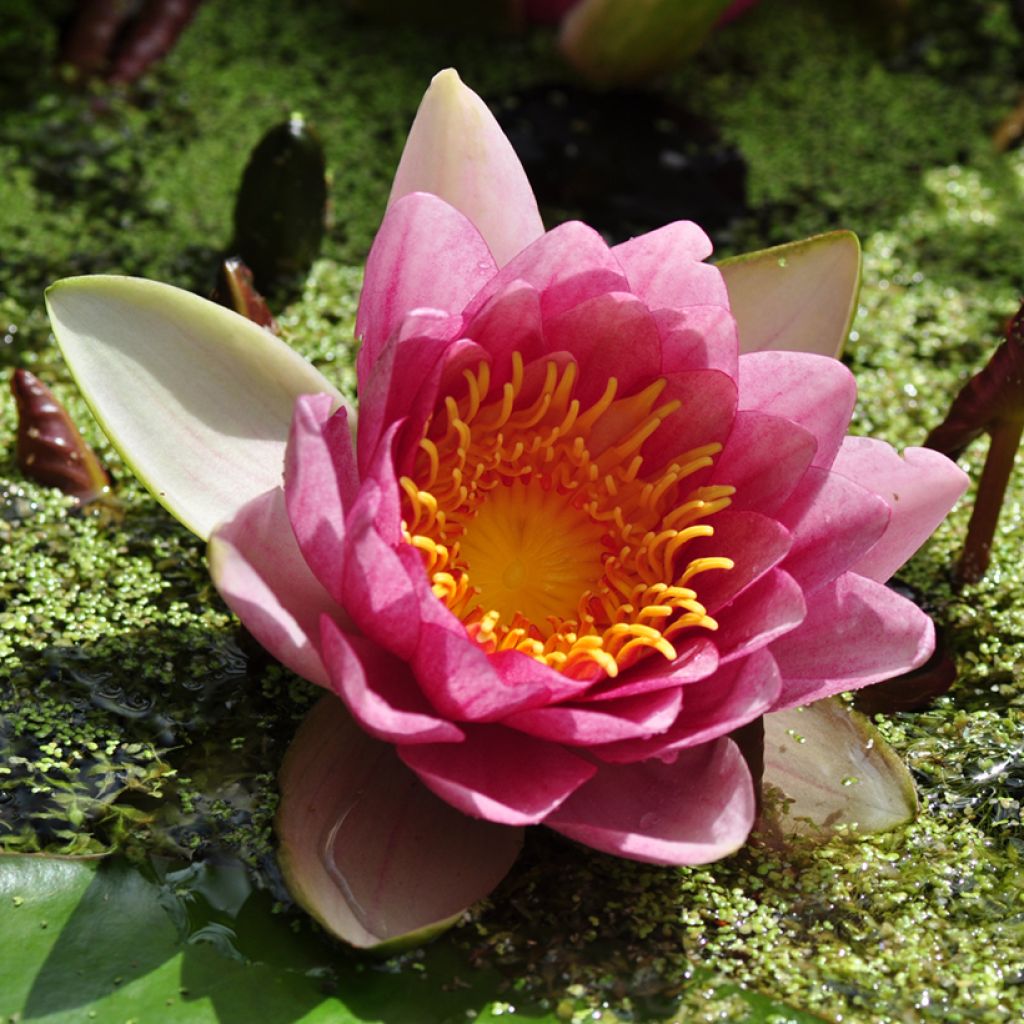 Nymphaea Attraction - Winterharte Seerose