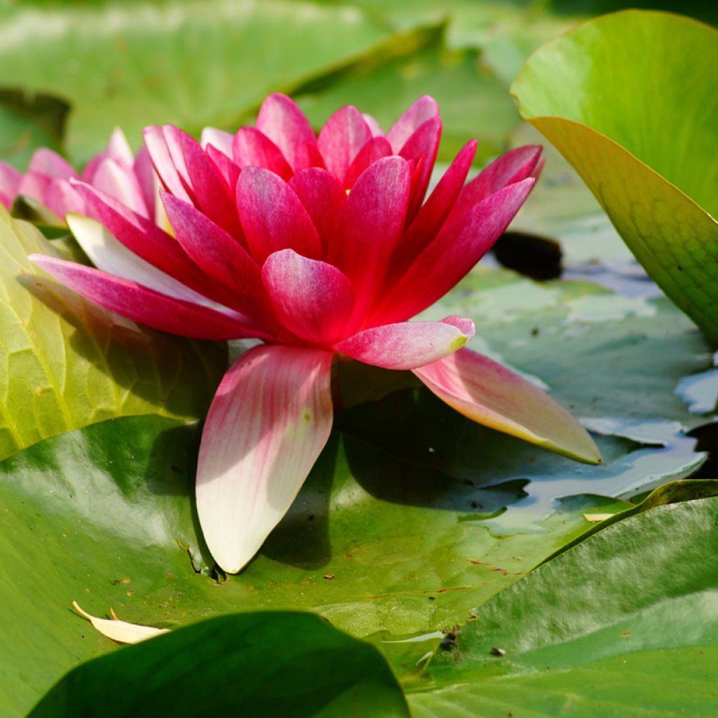 Nymphaea Attraction - Winterharte Seerose