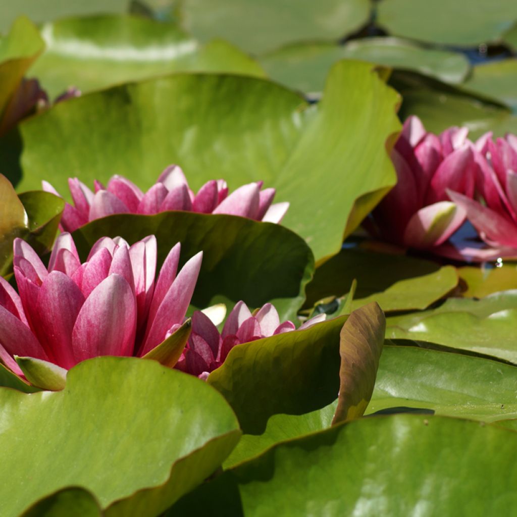 Nymphaea Attraction - Winterharte Seerose