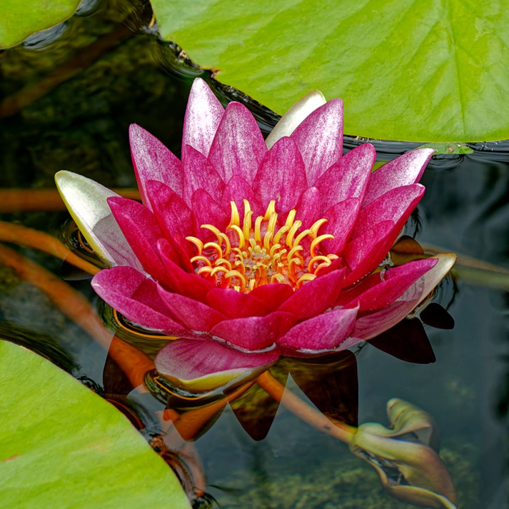 Nymphaea Attraction - Winterharte Seerose