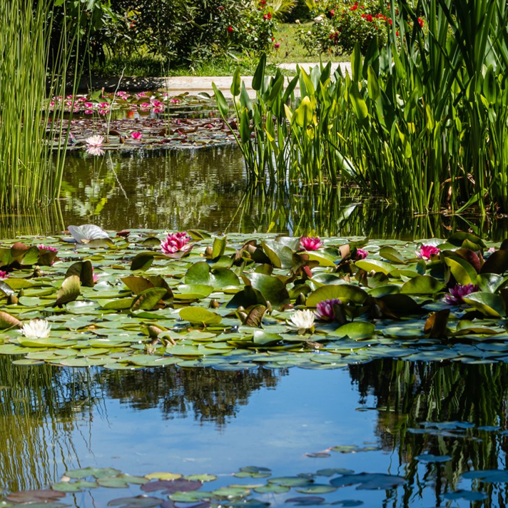 Nymphaea Attraction - Winterharte Seerose