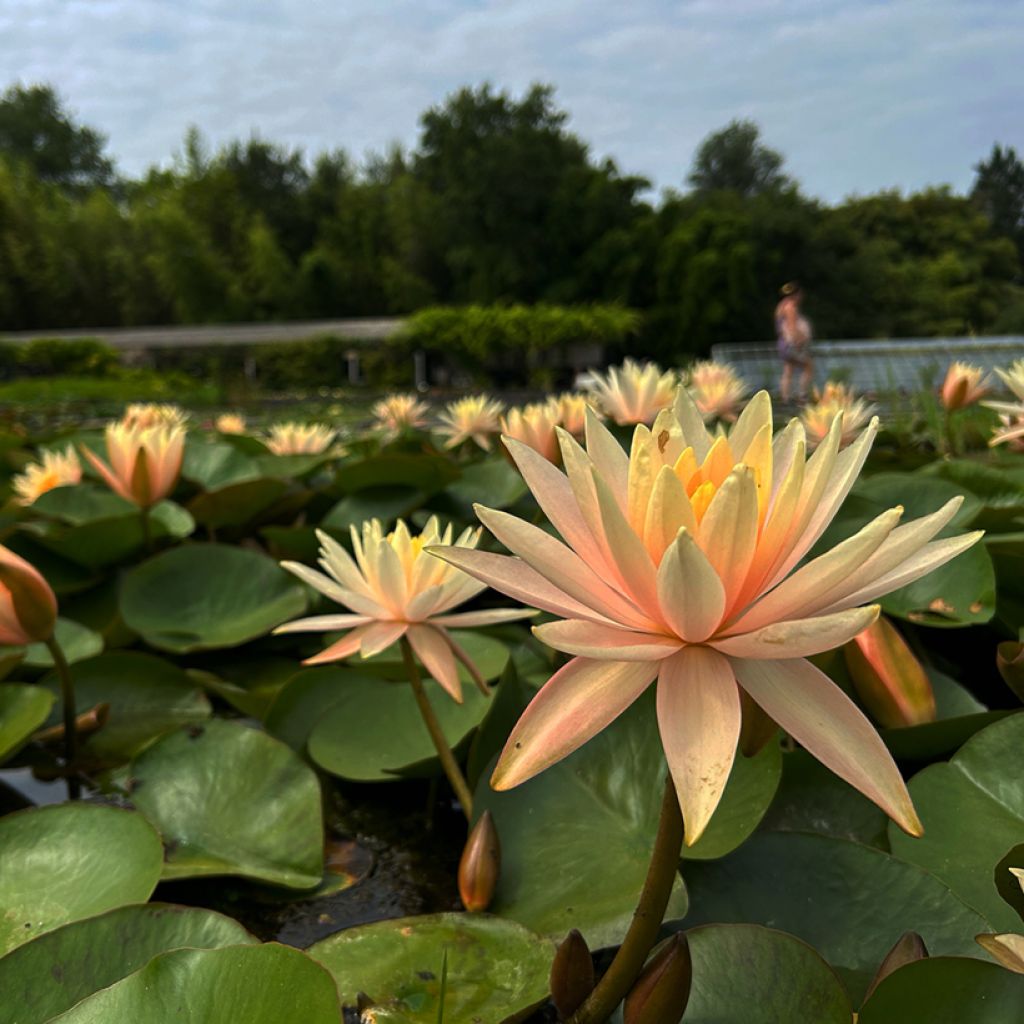 Nymphaea Barbara Davies - Winterharte Seerose