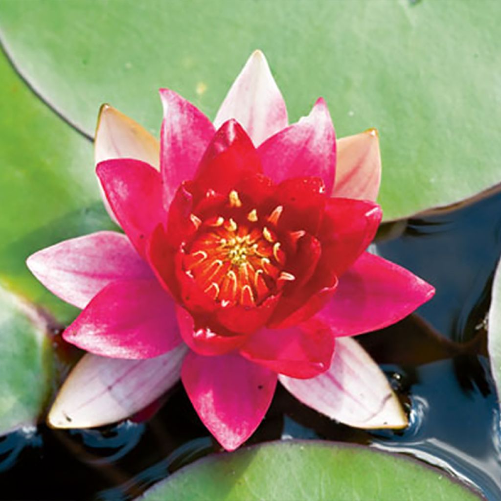 Nymphaea Burgundy Princess - Winterharte Seerose