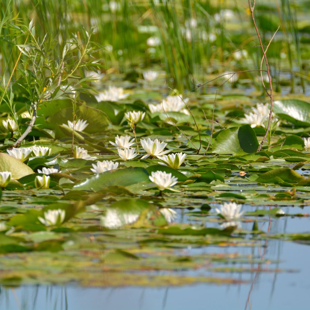 Nymphaea candida - Glänzende Seerose