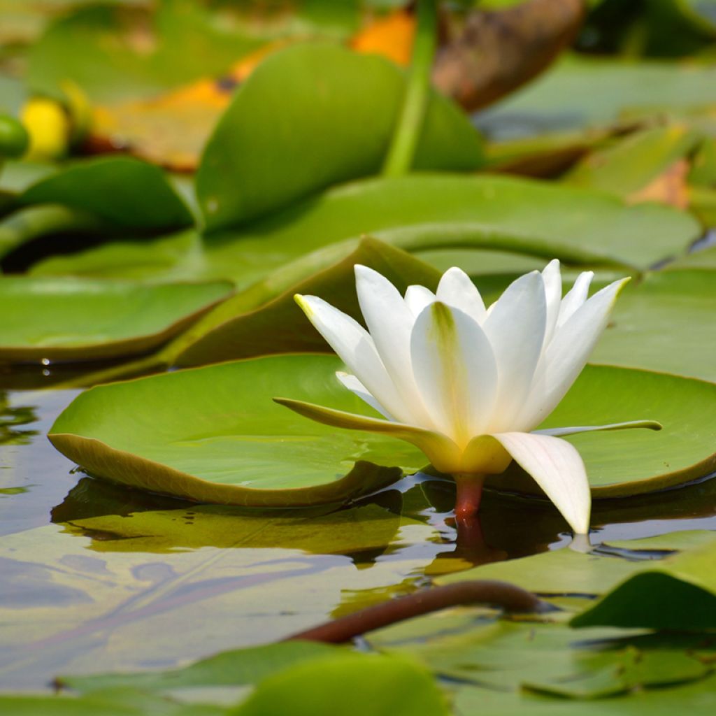 Nymphaea candida - Glänzende Seerose