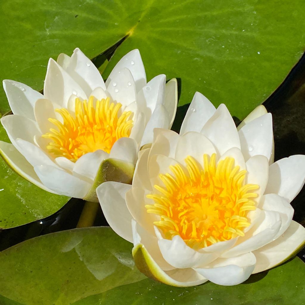 Nymphaea candida - Glänzende Seerose