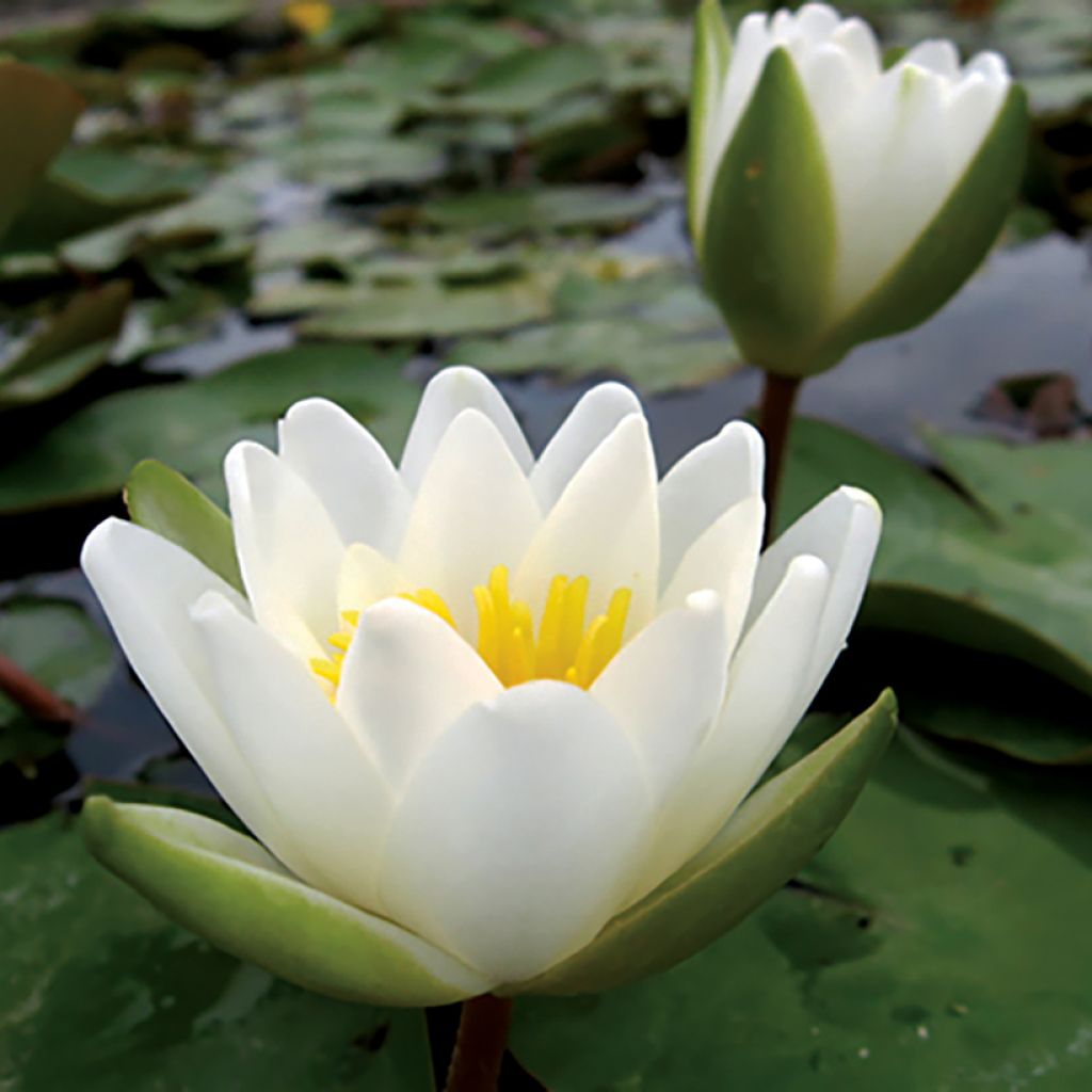 Nymphaea candida - Glänzende Seerose