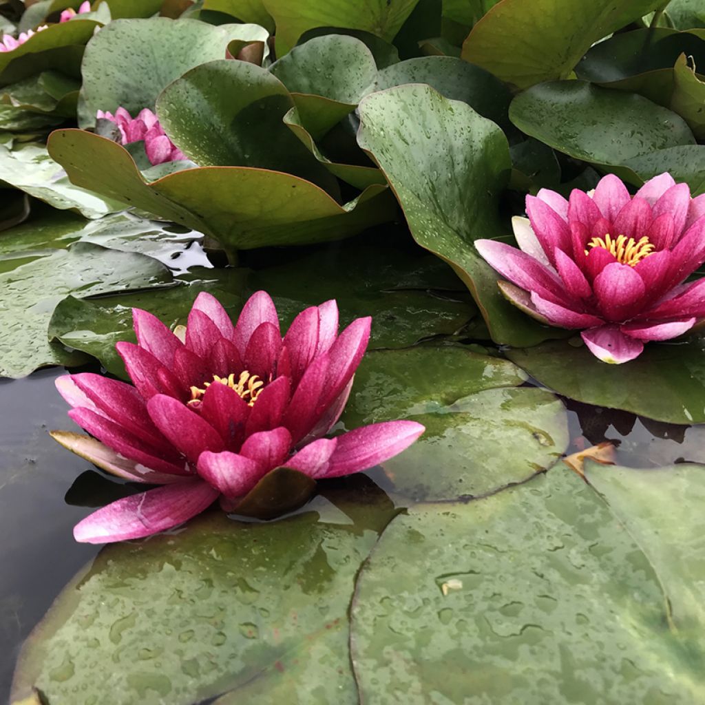 Nymphaea Conqueror - Winterharte Seerose