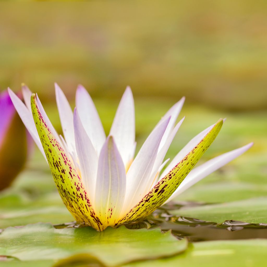 Nymphaea Dauben - Tropische Seerose