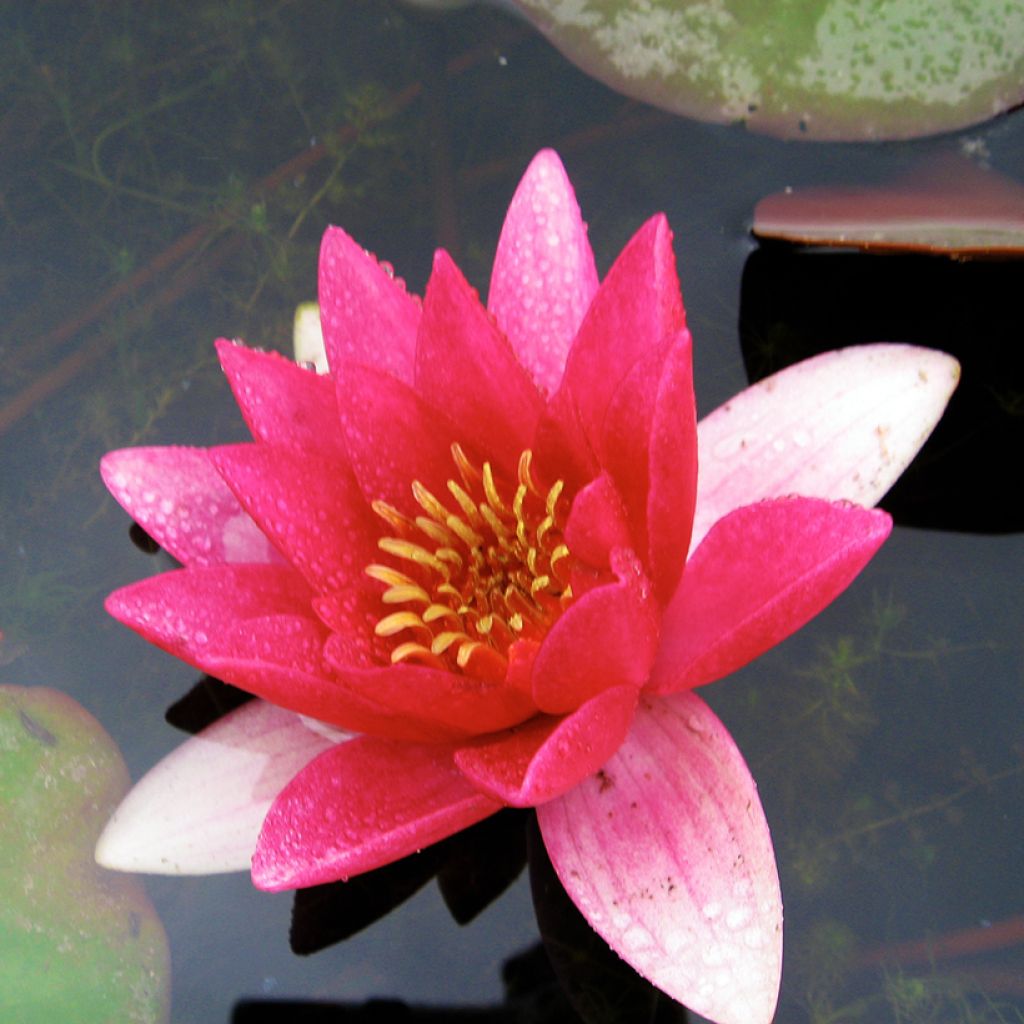 Nymphaea Ellisiana - Winterharte Seerose