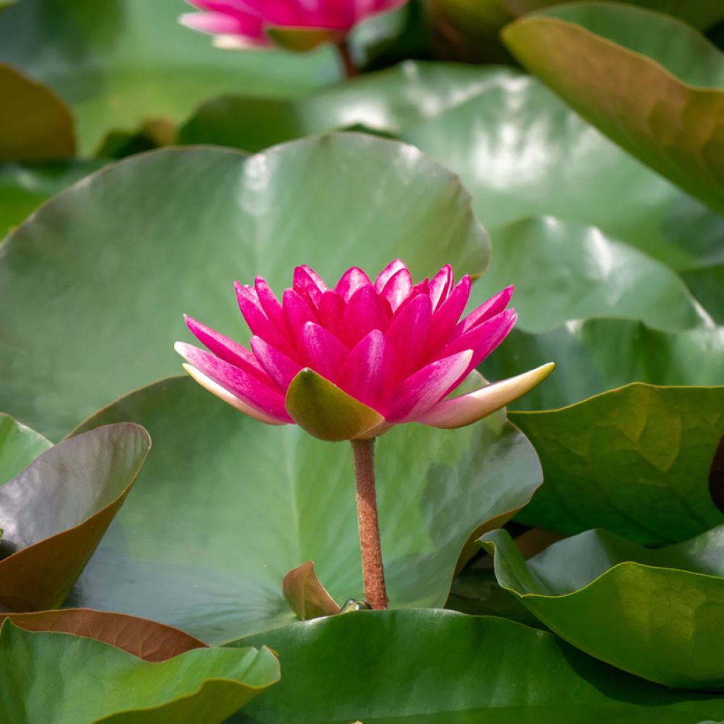 Nymphaea Escarboucle - Winterharte Seerose