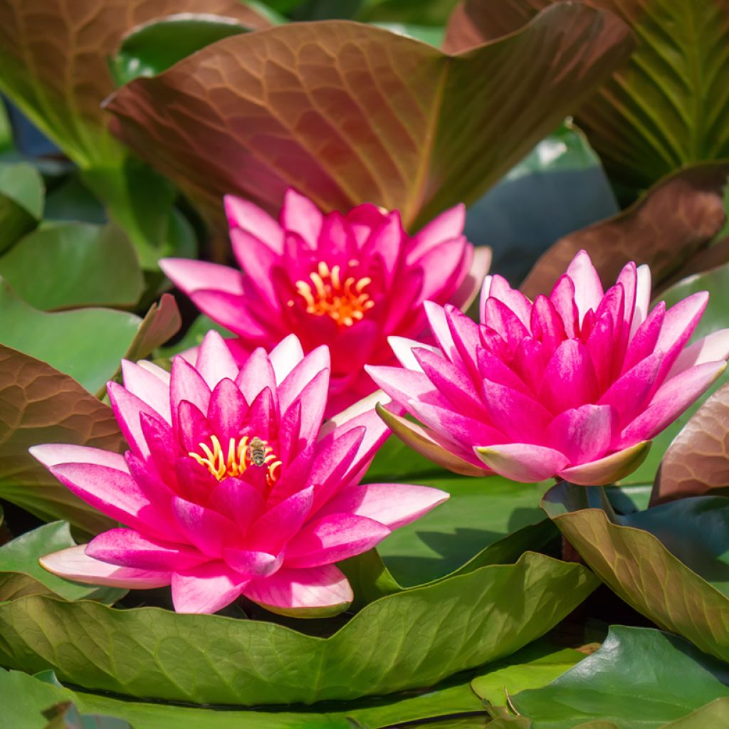 Nymphaea Escarboucle - Winterharte Seerose