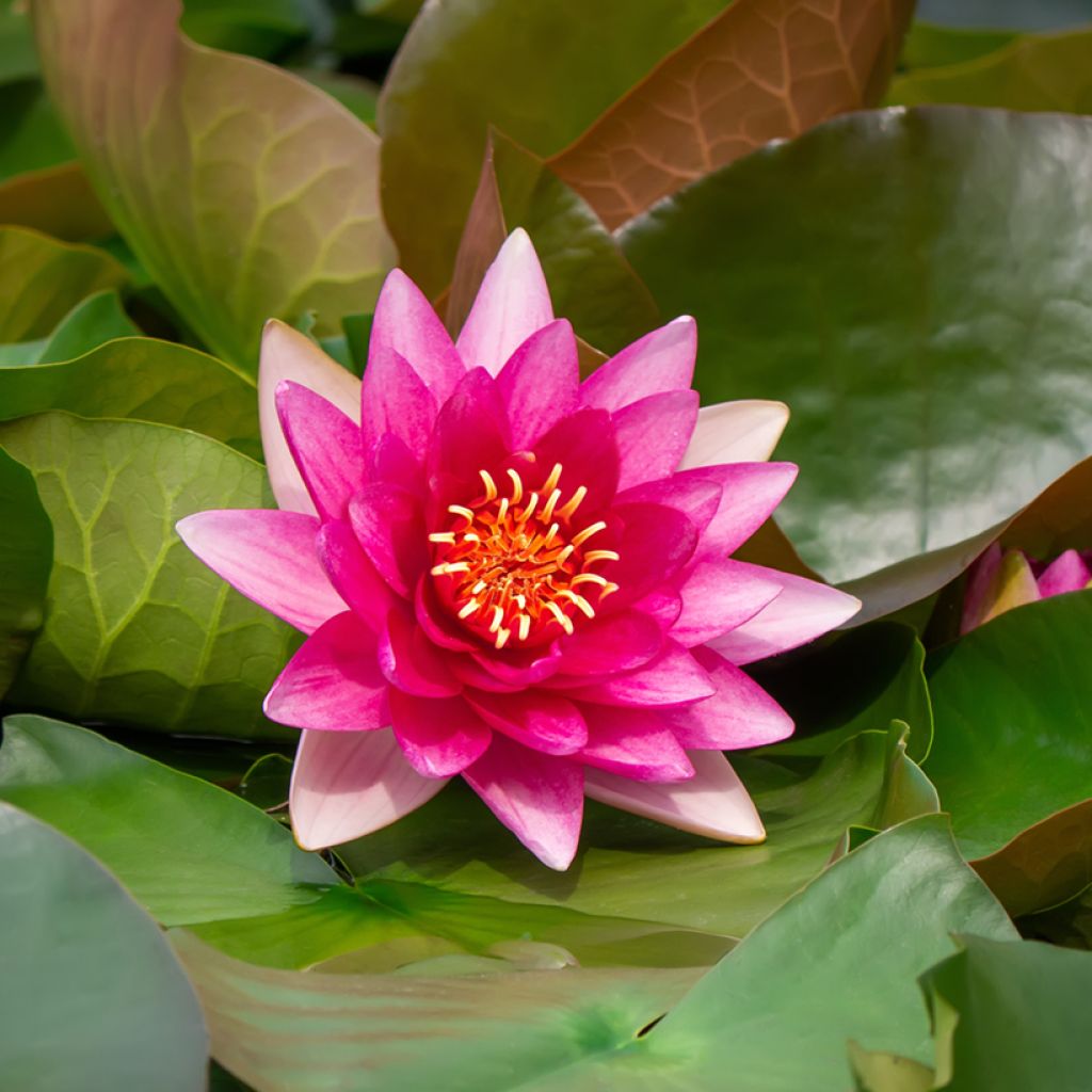 Nymphaea Escarboucle - Winterharte Seerose