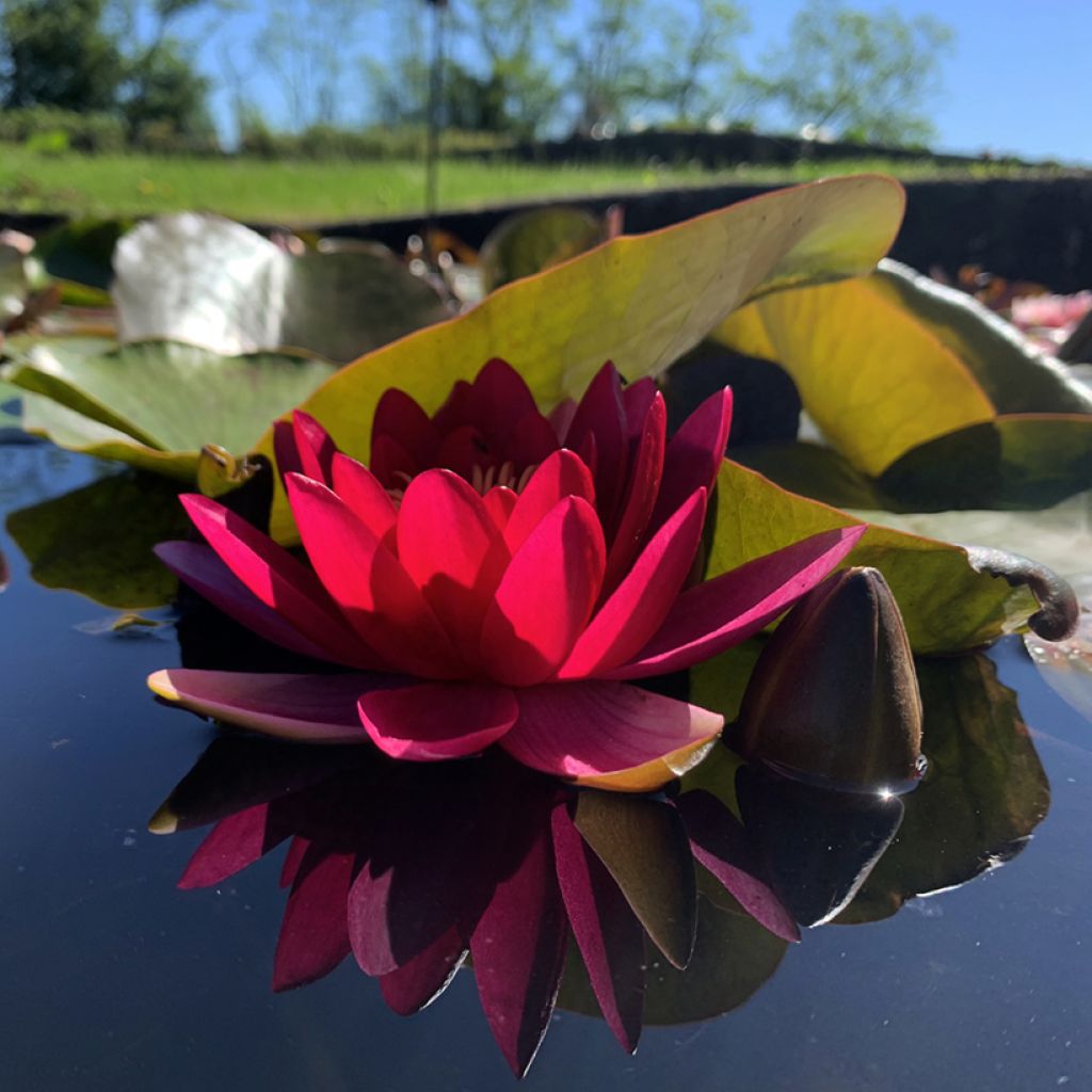 Nymphaea Escarboucle - Winterharte Seerose