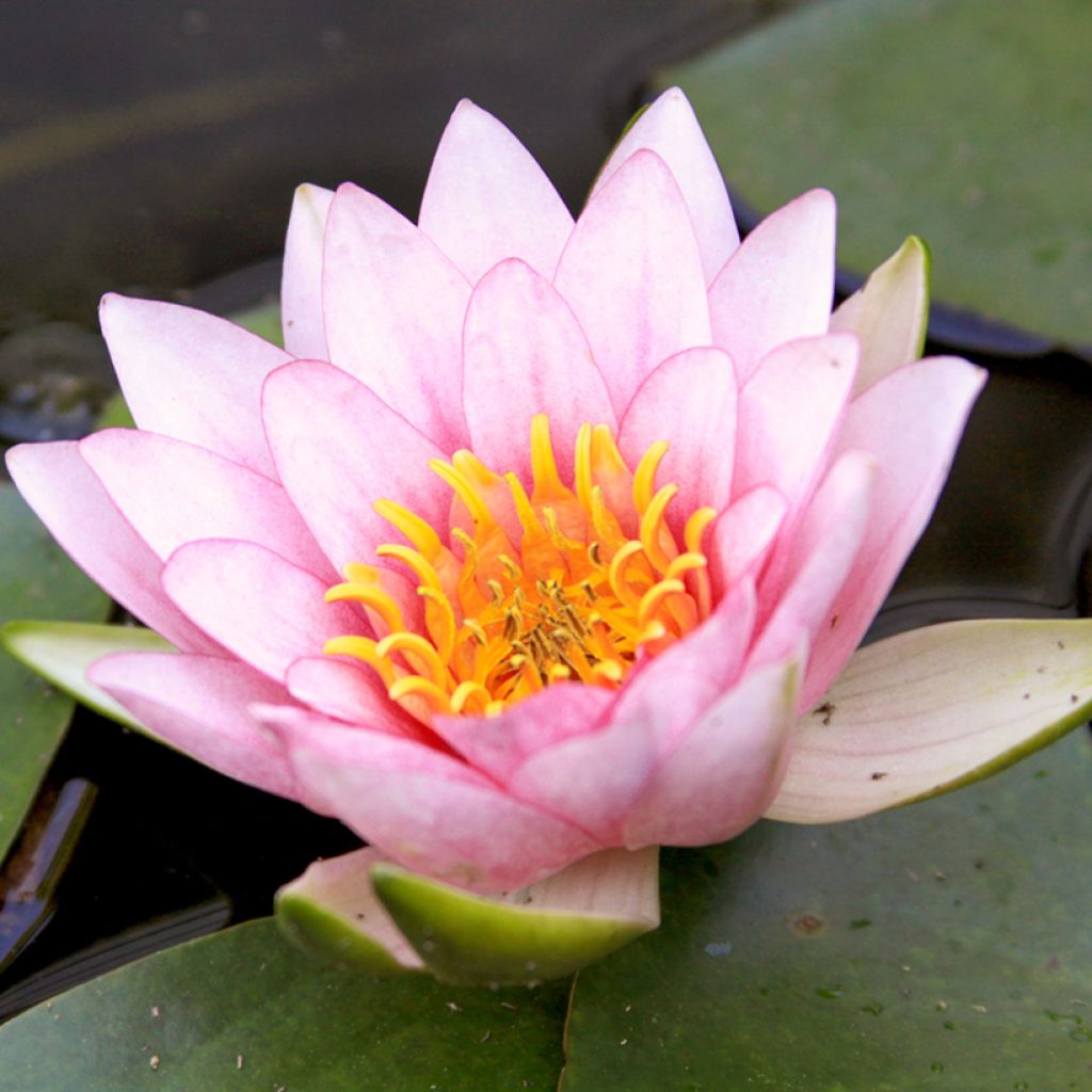 Nymphaea Fabiola - Winterharte Seerose