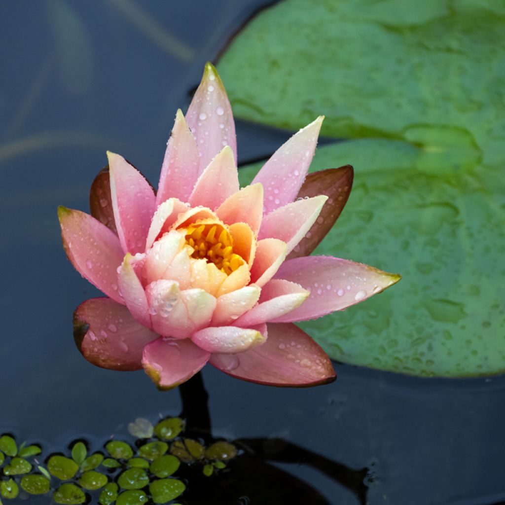 Nymphaea Fabiola - Winterharte Seerose