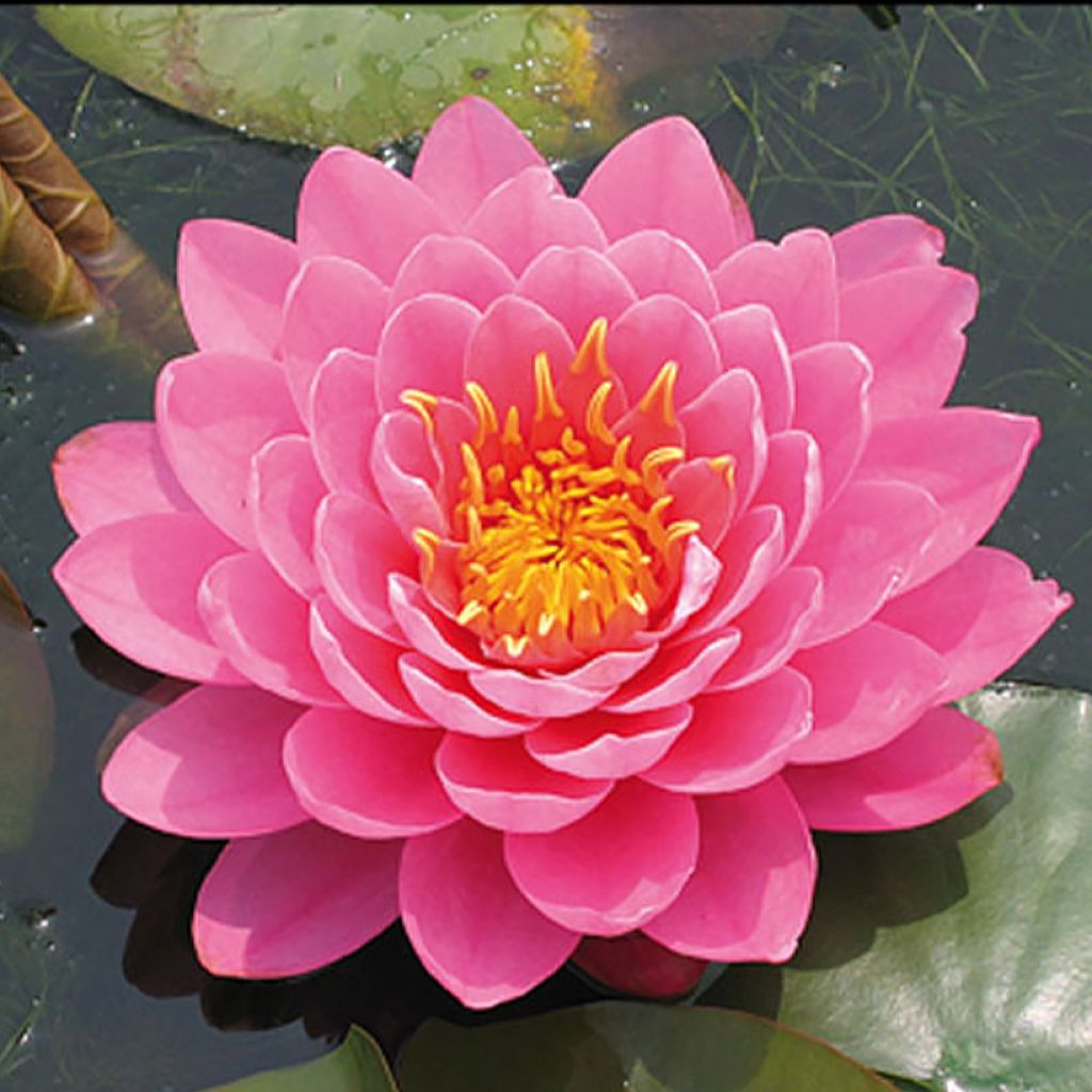 Nymphaea Fire Opal - Winterharte Seerose