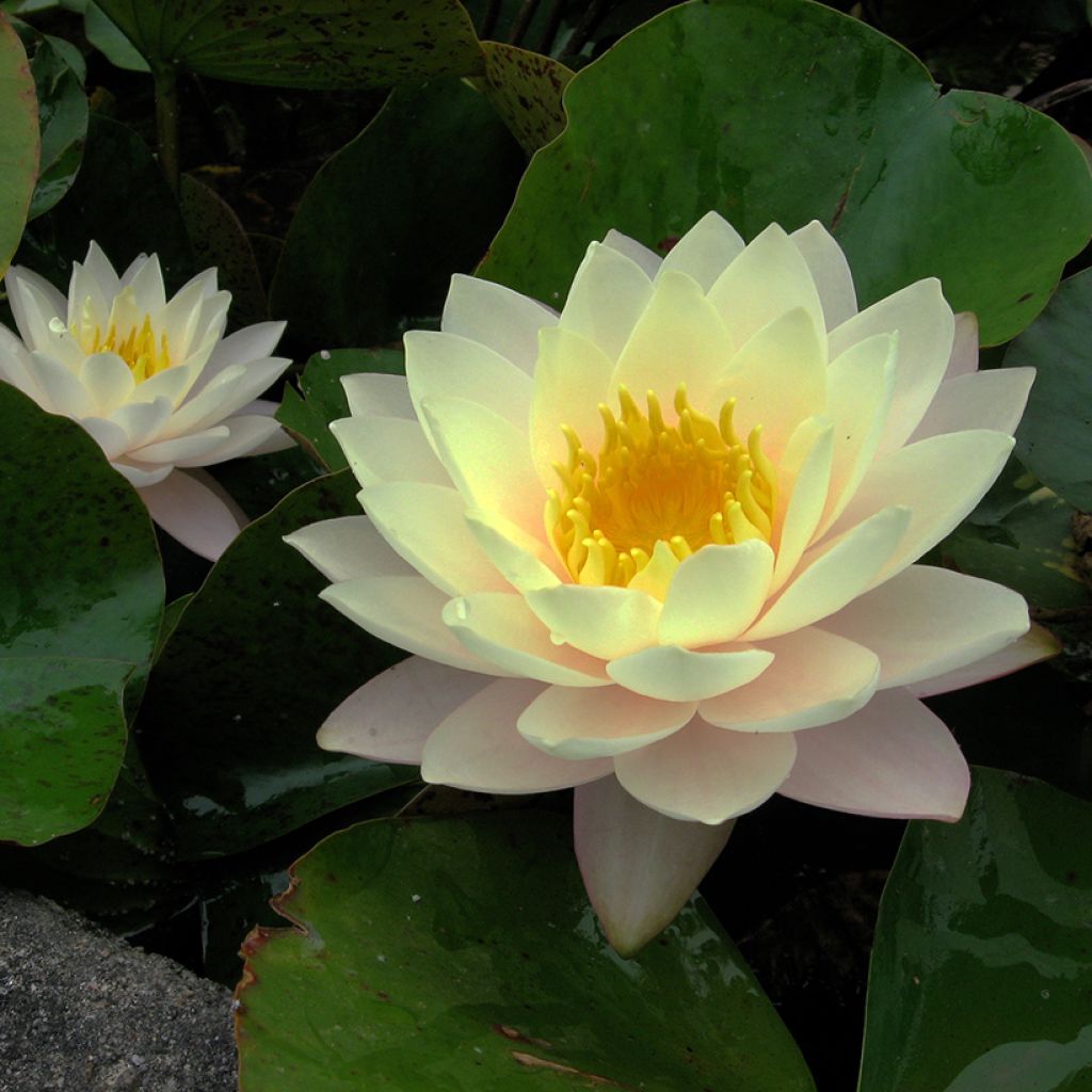 Nymphaea Florida Sunset - Winterharte Seerose