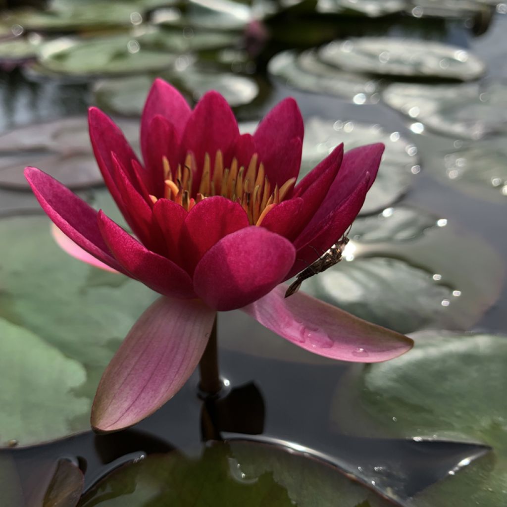 Nymphaea Froebelii - Winterharte Seerose