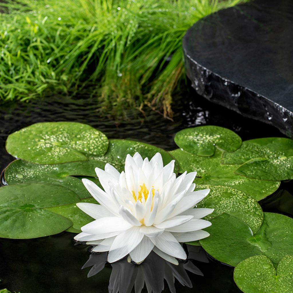 Nymphaea Gonnère - Winterharte Seerose