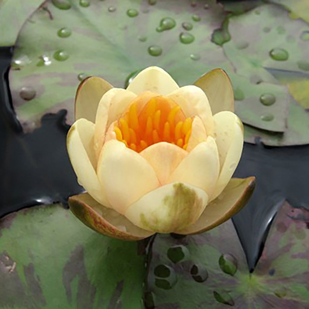 Nymphaea Graziella - Winterharte Seerose