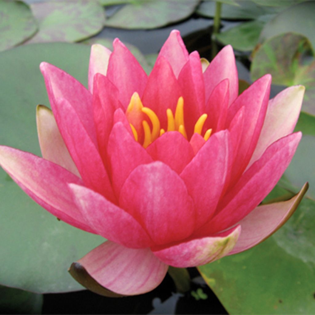 Nymphaea Gypsy - Winterharte Seerose