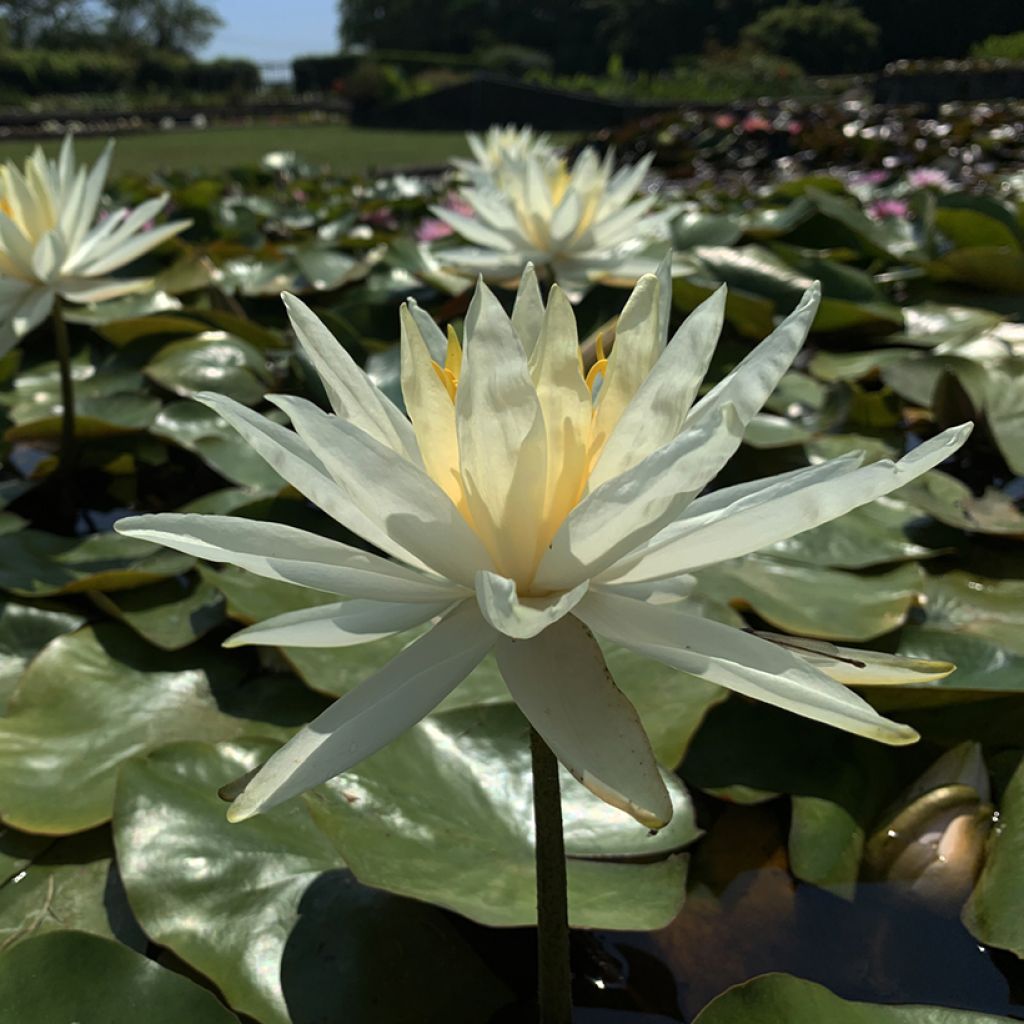 Nymphaea Hal Miller - Winterharte Seerose