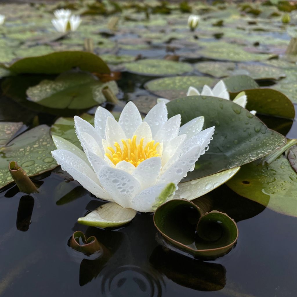 Nymphaea Hermine - Winterharte Seerose