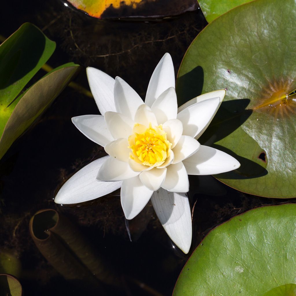 Nymphaea Hermine - Winterharte Seerose