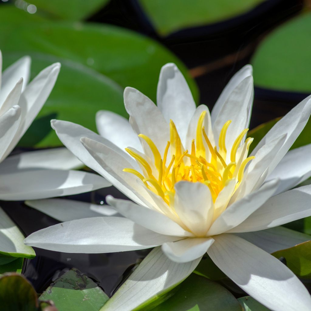 Nymphaea Hermine - Winterharte Seerose