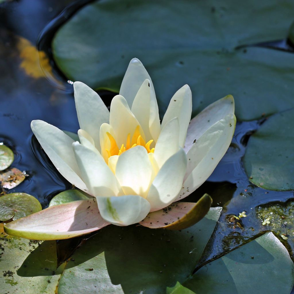 Nymphaea Hermine - Winterharte Seerose