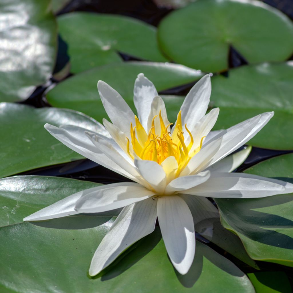 Nymphaea Hermine - Winterharte Seerose