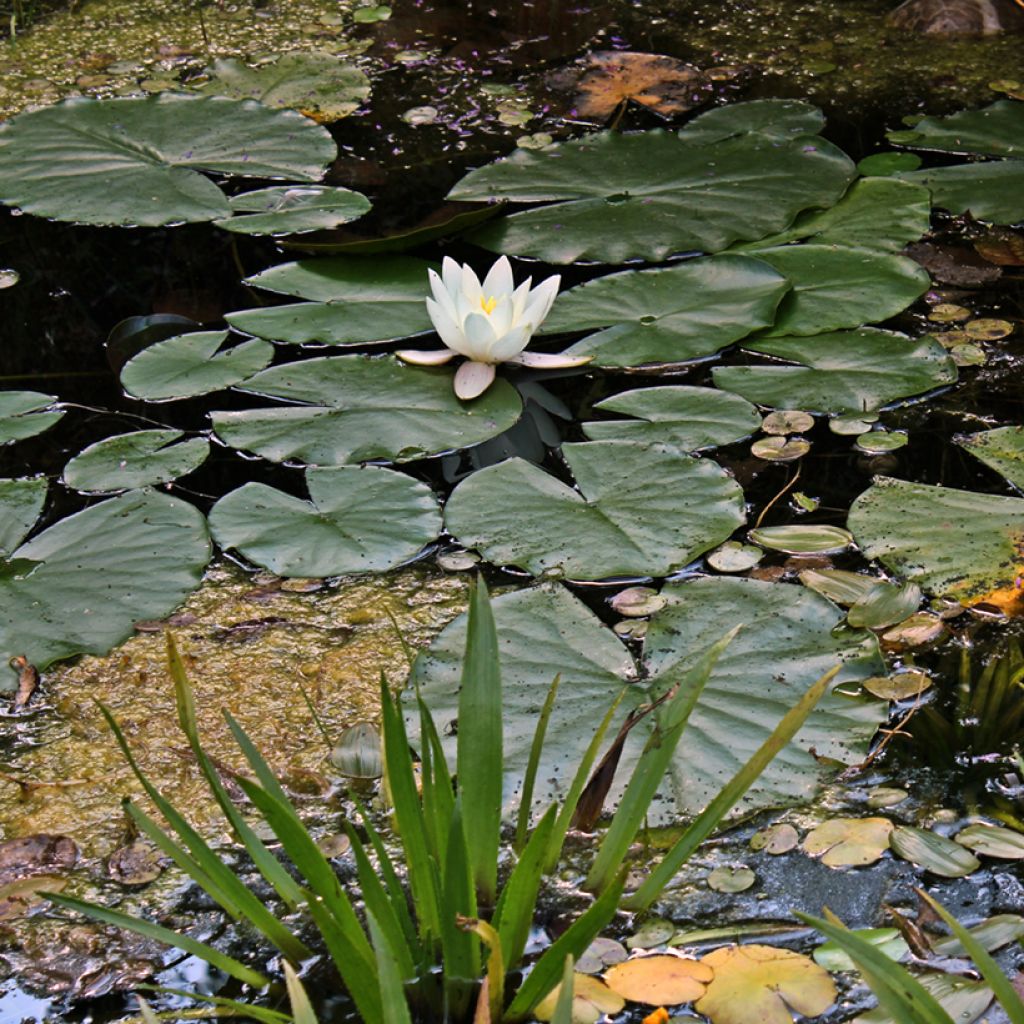 Nymphaea Hermine - Winterharte Seerose