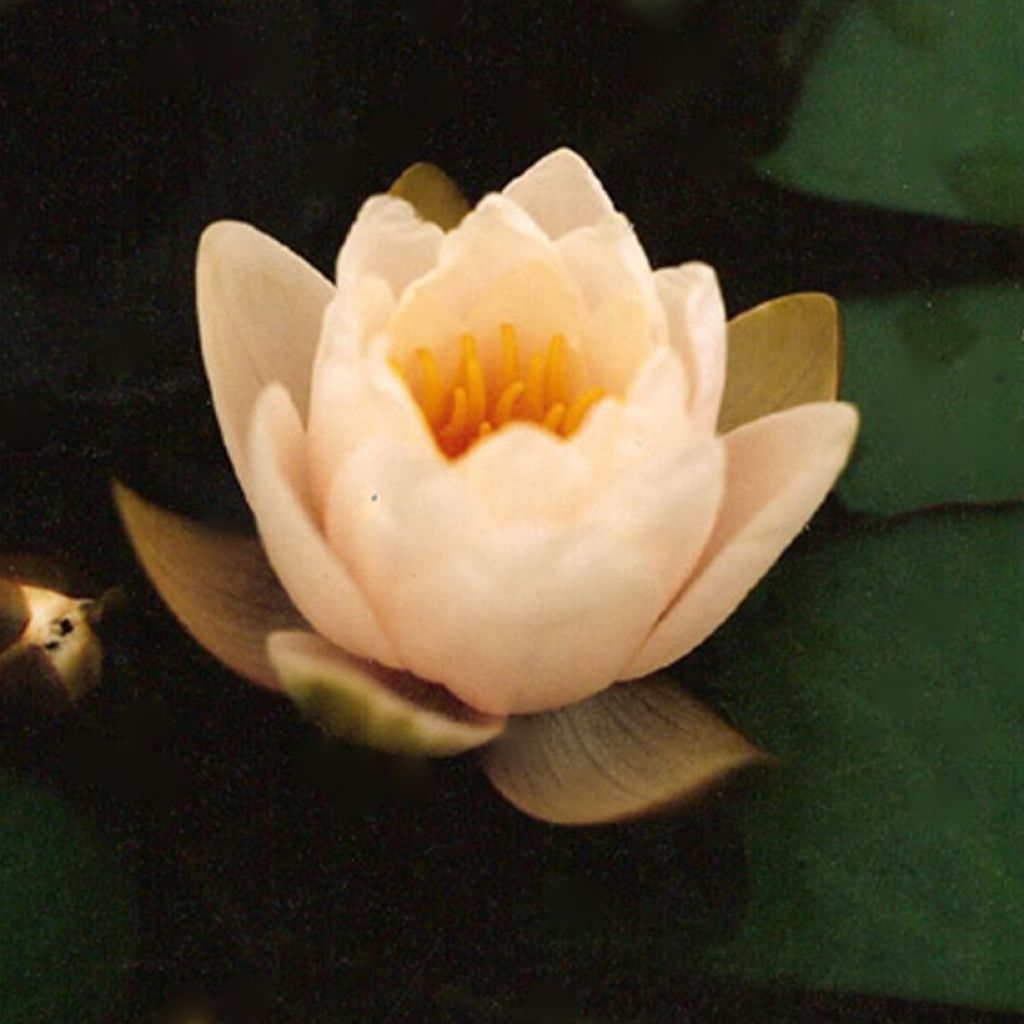 Nymphaea Lactea - Winterharte Seerose